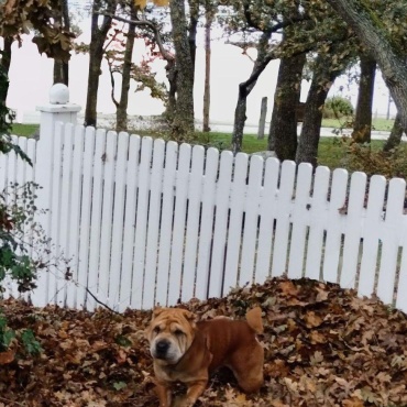​Park Leaves, Stormy Seas & Cozy Cuddles 