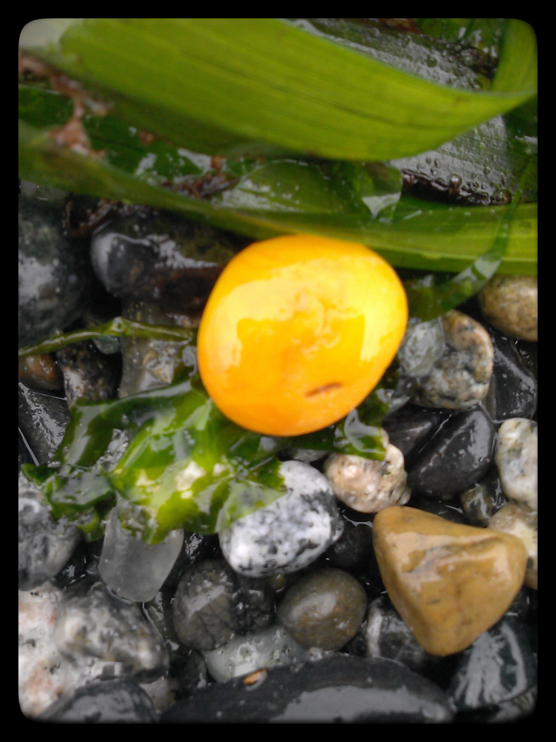 Sea Glass Adventure!