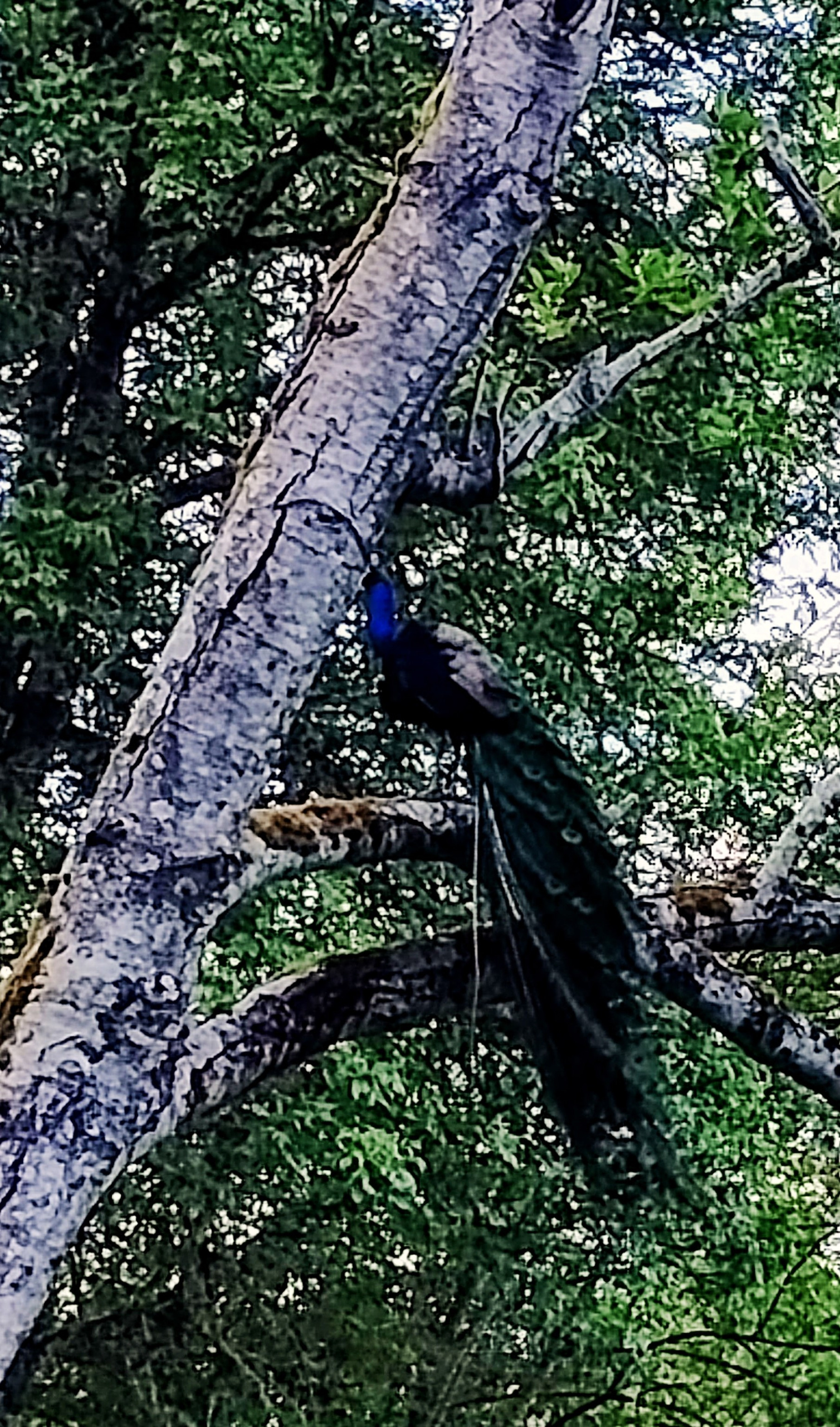 tree-peacock-scaled.jpg