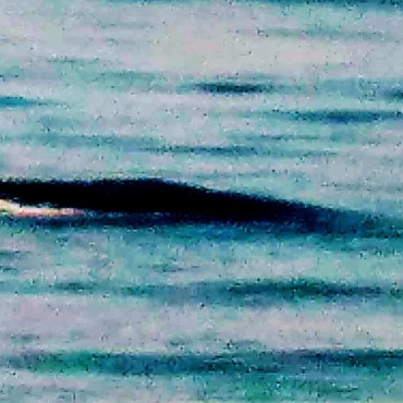 Whale Watching Wonder